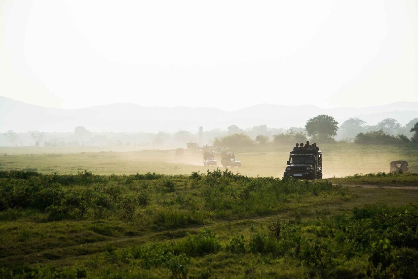 Picture 1 for Activity Minneriya National Park Safari by a 4x4