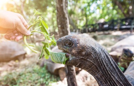 Zanzibar: Stone Town, Prison Island & Spice Farm Experience