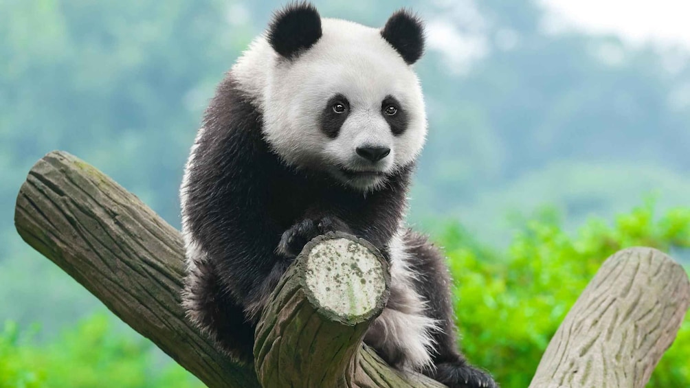 Picture 2 for Activity Chengdu Panda Breeding Center tour option panda keeper