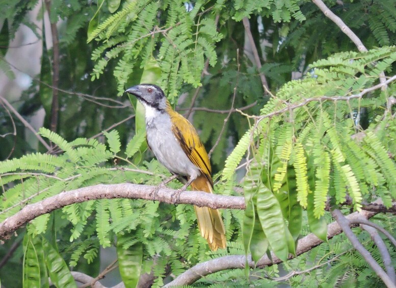 Puerto Morelos: Ruta de los Cenotes Birdwatching Tour