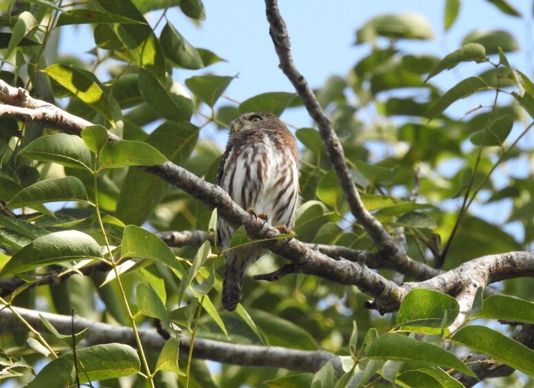 Picture 3 for Activity Puerto Morelos: Ruta de los Cenotes Birdwatching Tour