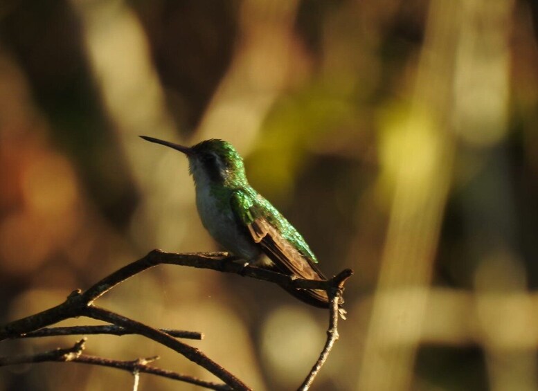 Picture 7 for Activity Puerto Morelos: Ruta de los Cenotes Birdwatching Tour