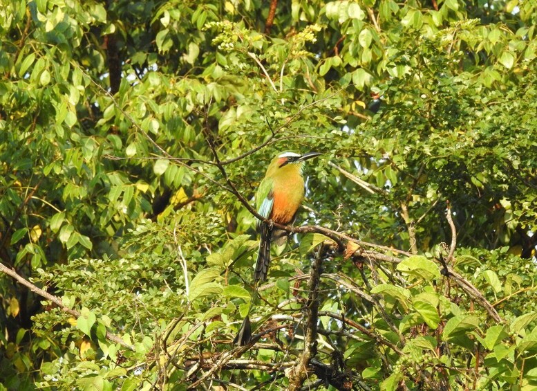 Picture 1 for Activity Puerto Morelos: Ruta de los Cenotes Birdwatching Tour