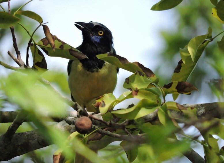 Picture 5 for Activity Puerto Morelos: Ruta de los Cenotes Birdwatching Tour