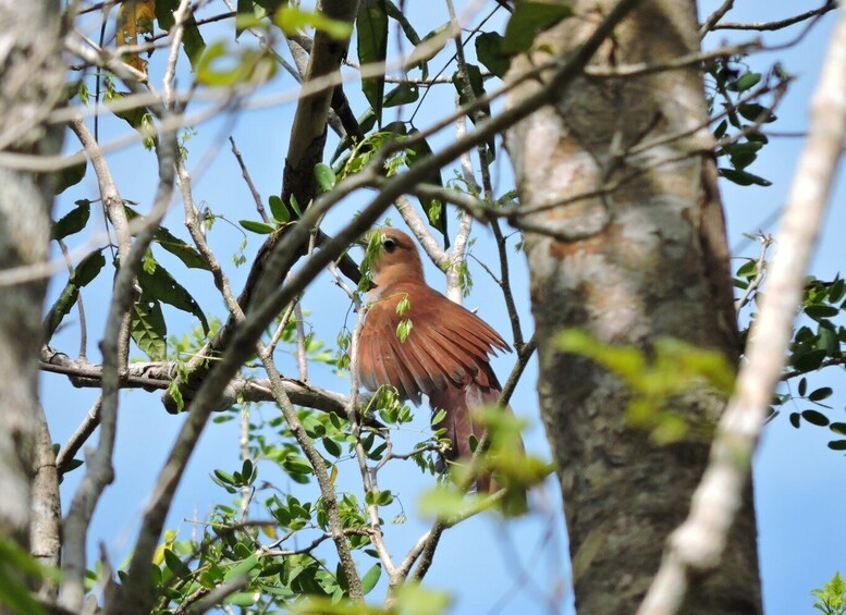 Picture 4 for Activity Puerto Morelos: Ruta de los Cenotes Birdwatching Tour