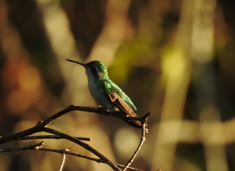 Picture 7 for Activity Puerto Morelos: Ruta de los Cenotes Birdwatching Tour