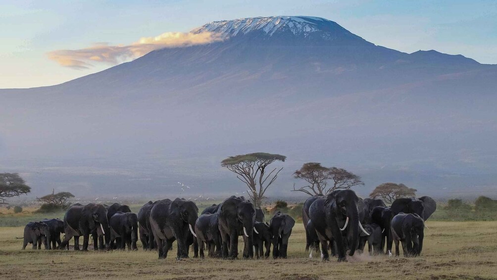 Picture 2 for Activity 3-Day Amboseli National Park Balloon Safari Package