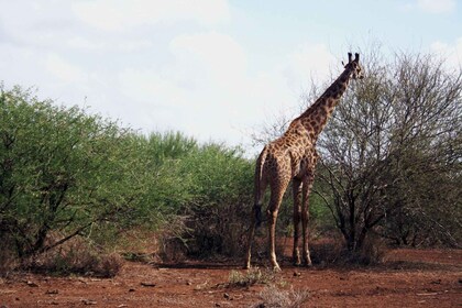 3-Day Amboseli National Park Balloon Safari Package