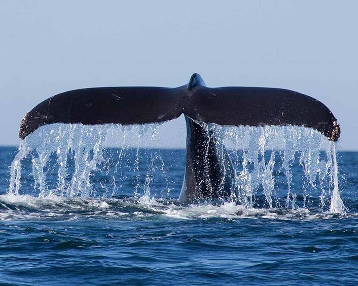 Picture 2 for Activity All Inclusive Mirissa Morning Whale Watching Boat Tour