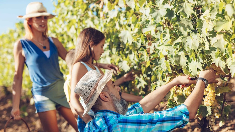 Crete: Full-Day Cretan Wines, Olive Oil, Raki and Food Tour
