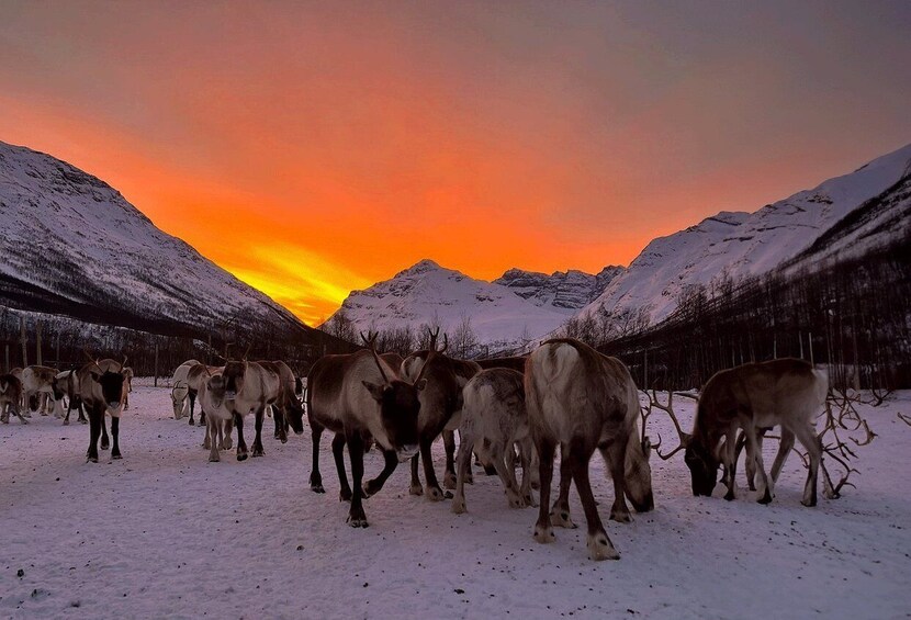 Picture 2 for Activity Tromsø: Reindeer experience in sami-camp