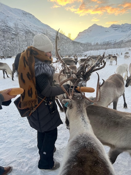 Picture 5 for Activity Tromsø: Reindeer experience in sami-camp