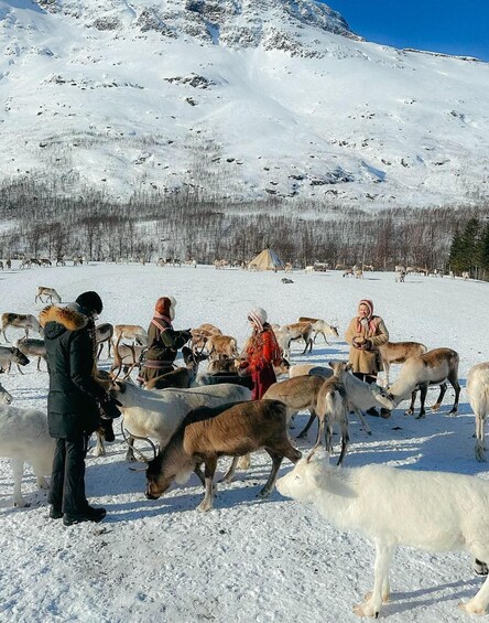 Picture 1 for Activity Tromsø: Reindeer experience in sami-camp