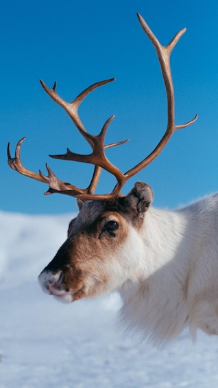 Picture 2 for Activity Tromsø: Reindeer Experience at a Sami Camp