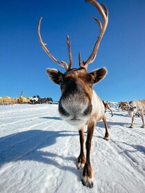 Tromsø: Reindeer Experience at a Sami Camp