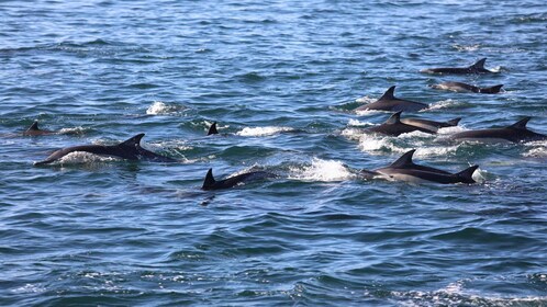 Private Dolphin Snorkelling Tour. Equipment available Free.