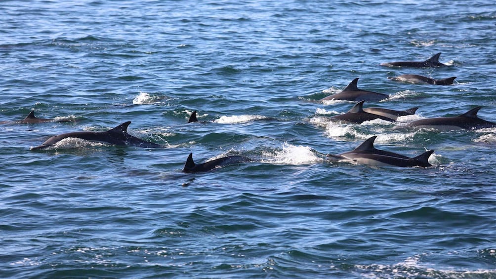 Private Dolphin Snorkeling Tour. Equipment available Free.