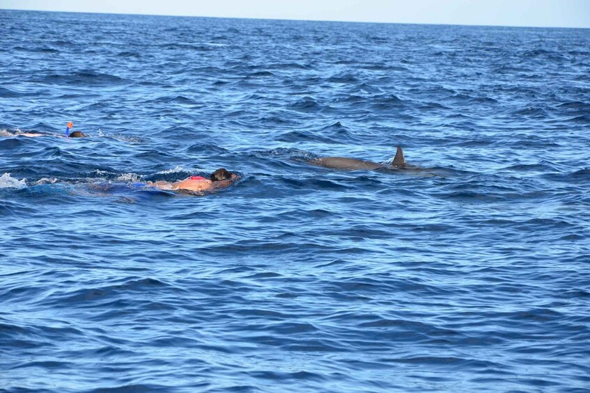 Picture 6 for Activity Private Dolphin Snorkeling Tour. Equipment available Free.