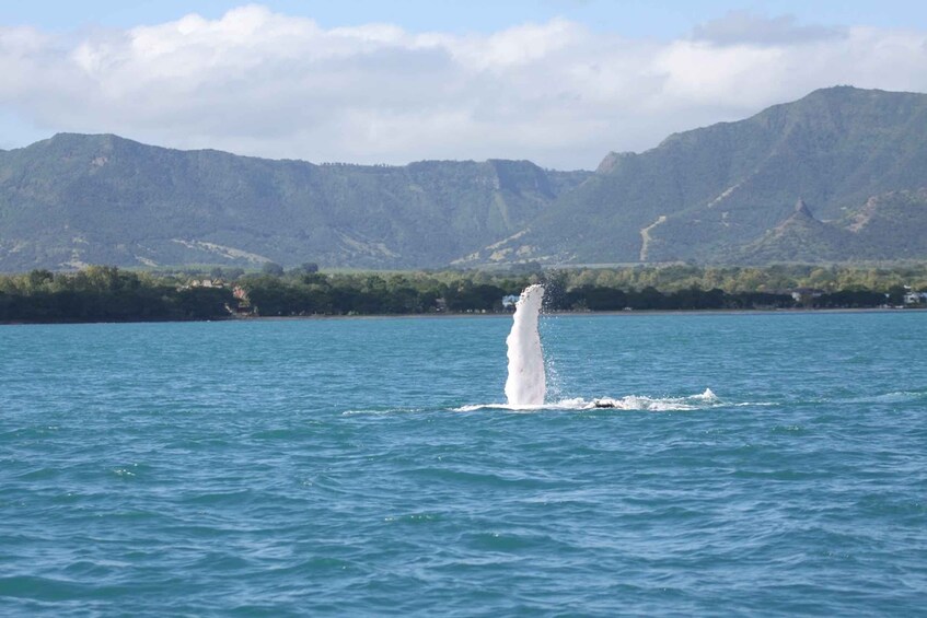 Picture 11 for Activity Private Dolphin Snorkeling Tour. Equipment available Free.