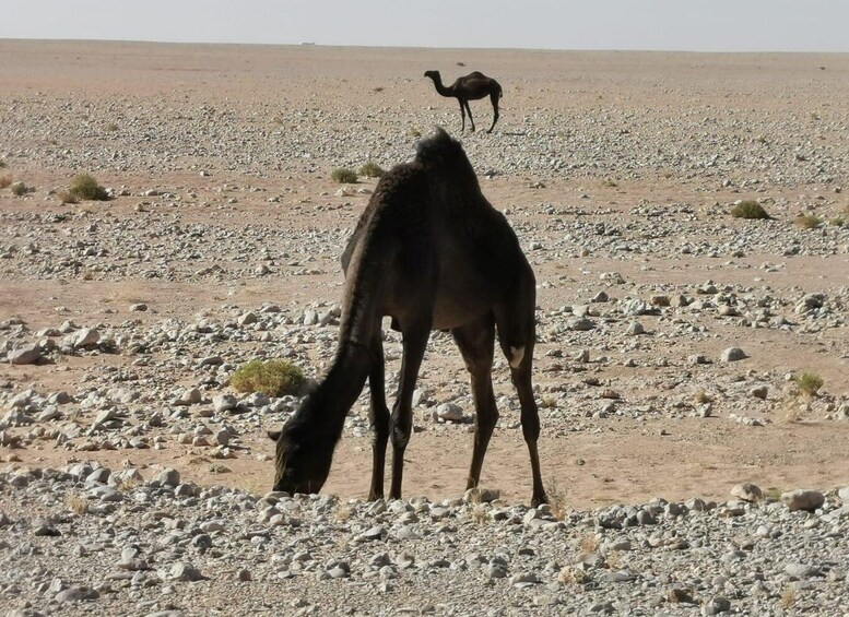 Picture 14 for Activity Salalah: Desert Safari & Sand Bashing in Empty Quarter