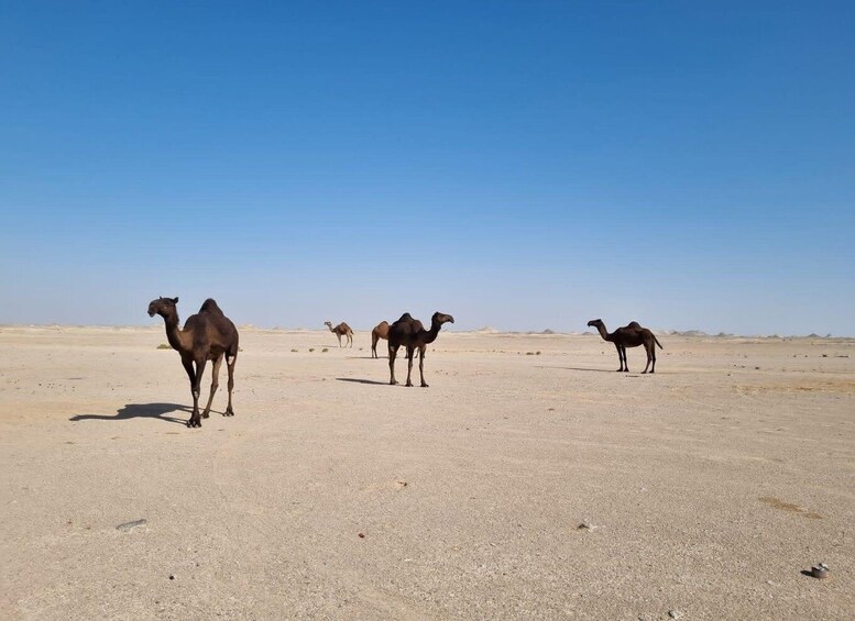 Picture 5 for Activity Salalah: Desert Safari & Sand Bashing in Empty Quarter