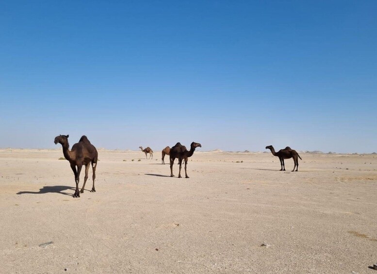Picture 5 for Activity Salalah: Desert Safari & Sand Bashing in Empty Quarter