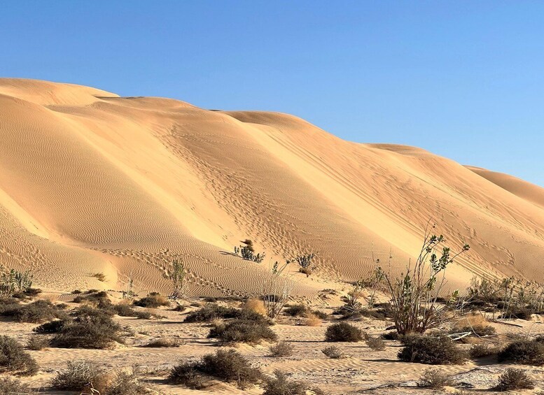 Picture 8 for Activity Salalah: Desert Safari & Sand Bashing in Empty Quarter