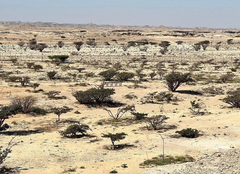 Picture 13 for Activity Salalah: Desert Safari & Sand Bashing in Empty Quarter