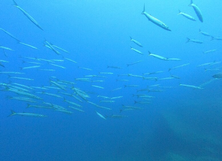 Picture 1 for Activity Scuba Diving 1 day course in Villasimius