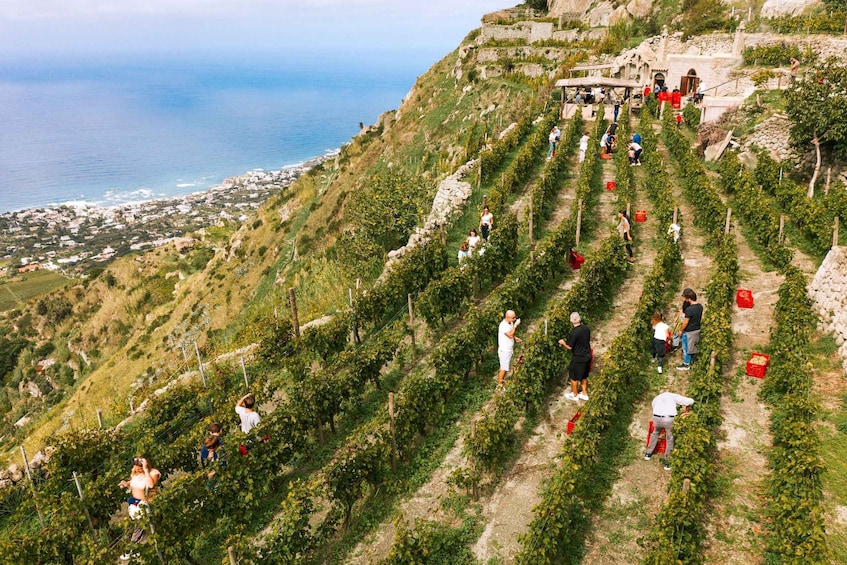 Picture 2 for Activity Ischia: Vineyard Tour & Wine Tasting Experience w/ Transfers