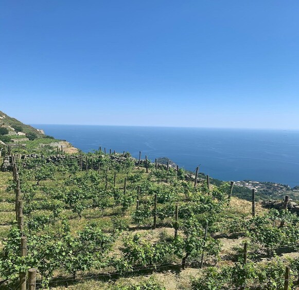 Picture 5 for Activity Ischia: Vineyard Tour & Wine Tasting Experience w/ Transfers