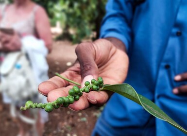 Zanzibar : Cours de cuisine et ferme d'épices excursion