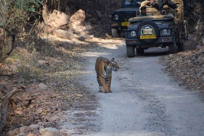 1 natt og 2 dager Ranthambhore WildLife Tour fra Jaipur