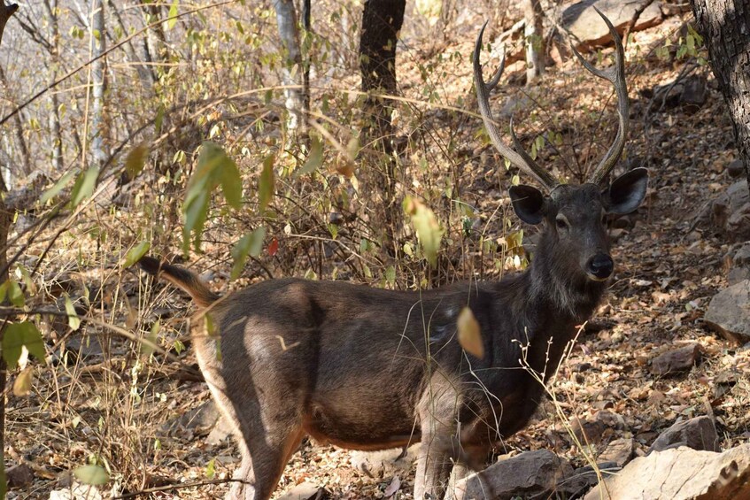 Picture 10 for Activity 1 Night 2 Days Ranthambhore WildLife Tour From Jaipur