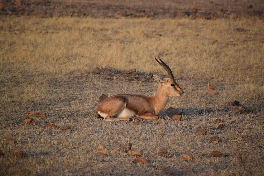 Picture 8 for Activity 1 Night 2 Days Ranthambhore WildLife Tour From Jaipur