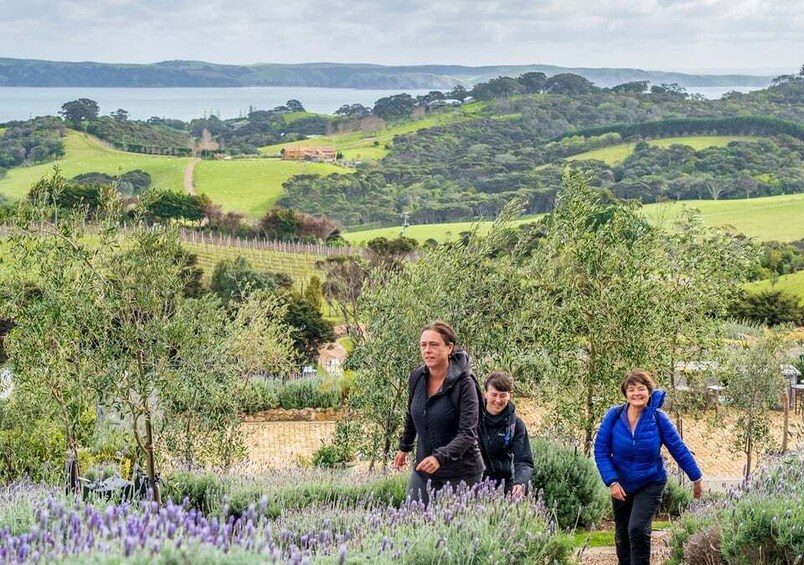 Picture 5 for Activity Waiheke Island: Full Day Guided History and Heritage Tour