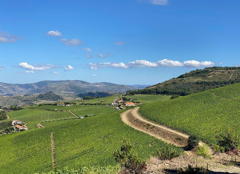 Picture 9 for Activity Douro: luxury walking with full lunch at Quinta do Portal