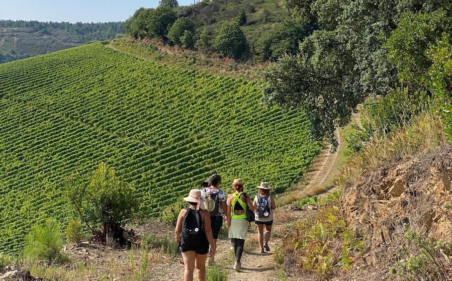 Picture 12 for Activity Quinta do Portal: walking with full lunch and wine tasting