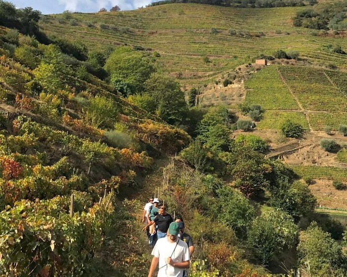 Picture 10 for Activity Quinta do Portal: walking with full lunch and wine tasting