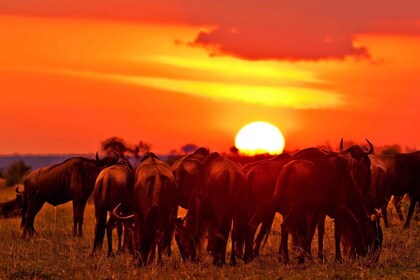 13-Days Gorilla, Maasai Mara & Serengeti Wilderness Safari