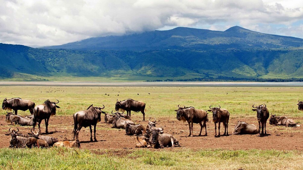 Picture 22 for Activity 13-Days Gorilla, Masai Mara & Serengeti Wilderness Safari