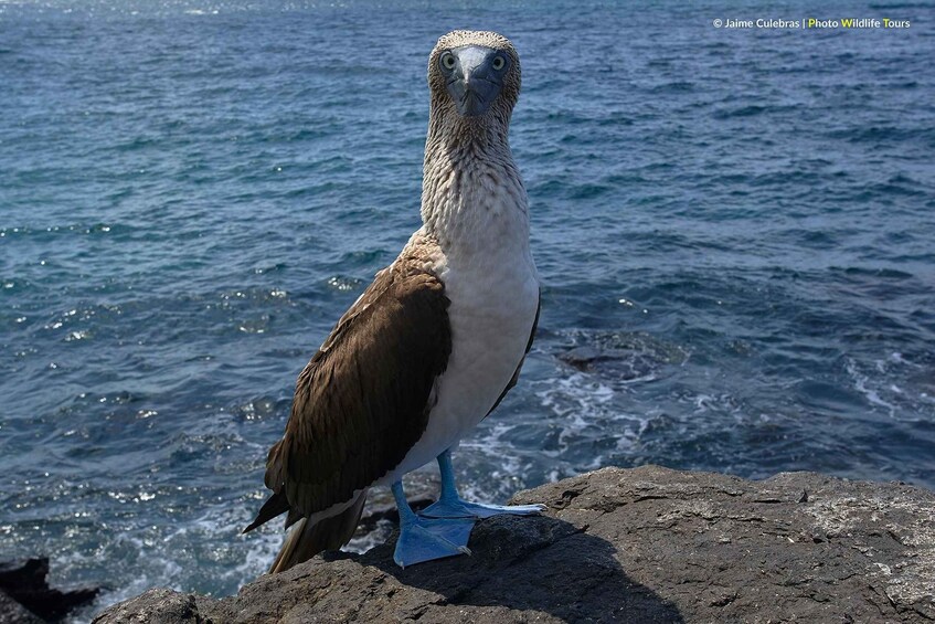 Picture 4 for Activity Puerto Baquerizo Moreno: Galapagos Full-day Tour