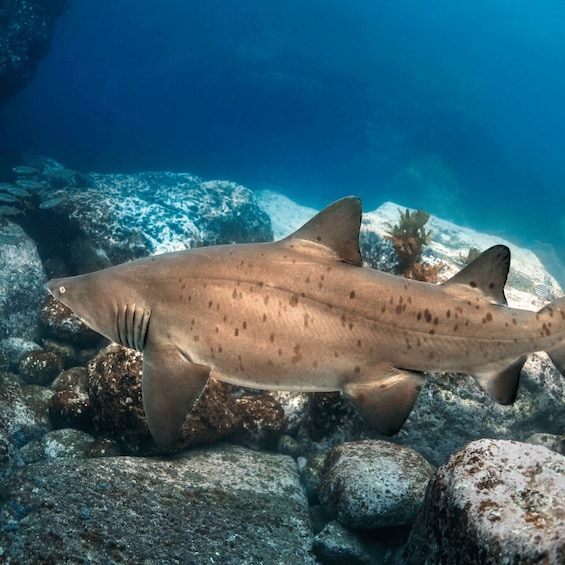 Picture 2 for Activity Bondi: Shark Dive at Bushrangers Bay for Certified Divers