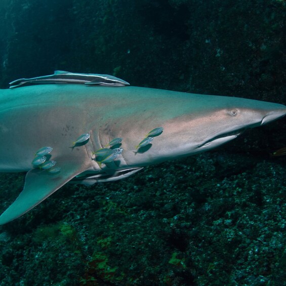 Picture 5 for Activity Bondi: Shark Dive at Bushrangers Bay for Certified Divers