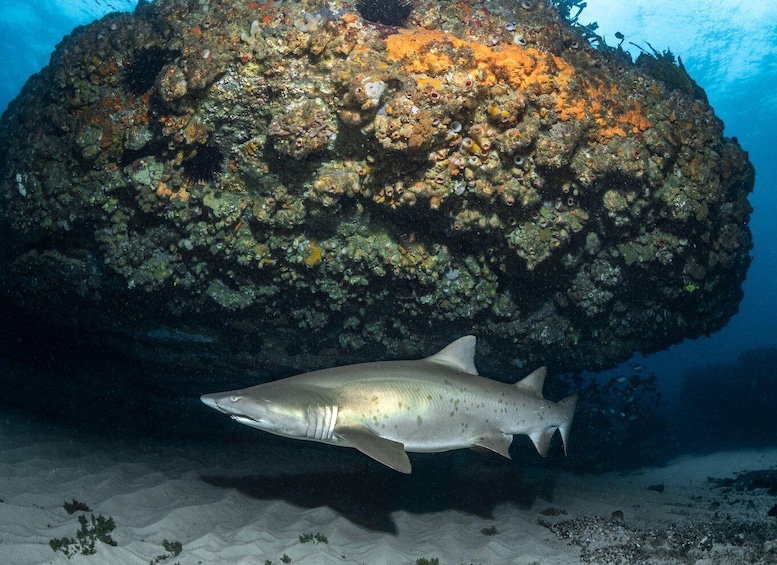 Picture 1 for Activity Bondi: Shark Dive at Bushrangers Bay for Certified Divers