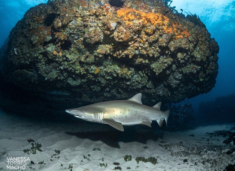 Picture 1 for Activity Bondi: Shark Dive at Bushrangers Bay for Certified Divers