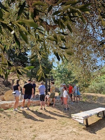 North Corfu Olive Tour with Olive Oil Tasting and Meze