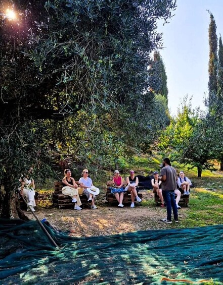 Picture 2 for Activity North Corfu Olive Tour with Olive Oil Tasting and Meze