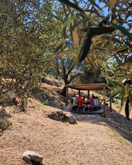 Picture 3 for Activity North Corfu Olive Tour with Olive Oil Tasting and Meze