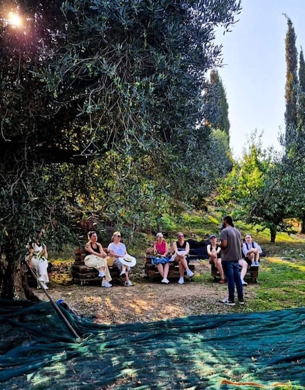 Picture 4 for Activity North Corfu Olive Tour with Olive Oil Tasting and Meze